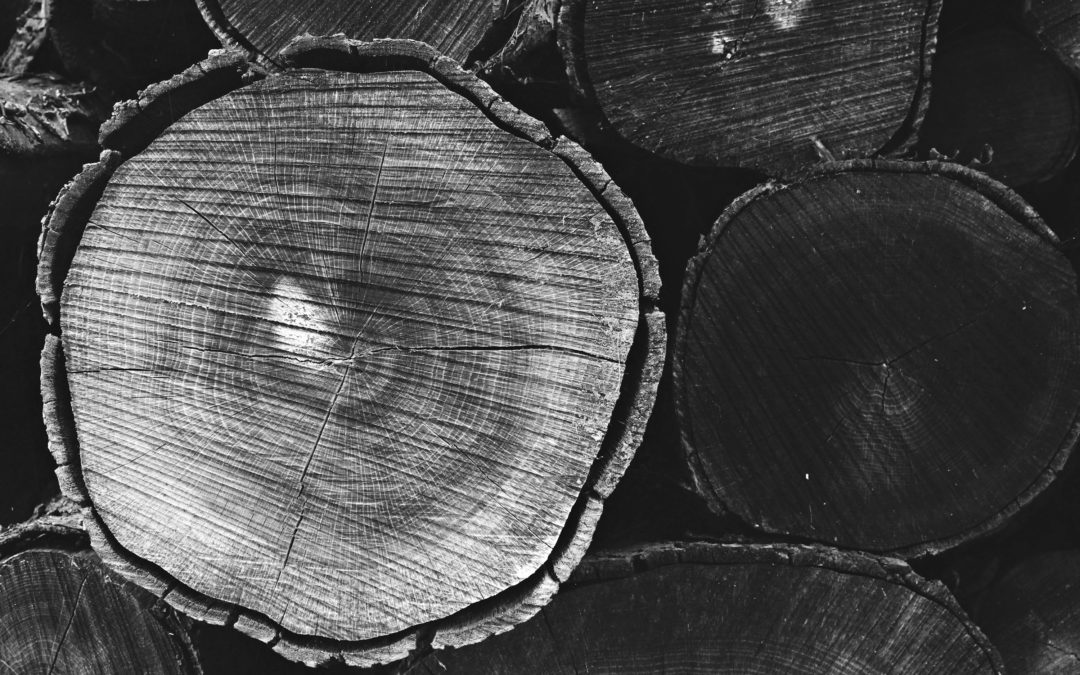 Wanderausstellung «Wald-Förster-Arbeit»