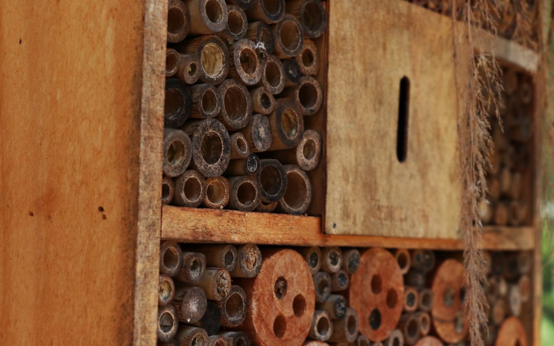 Kindernachmittag «Insektenhotel bauen»