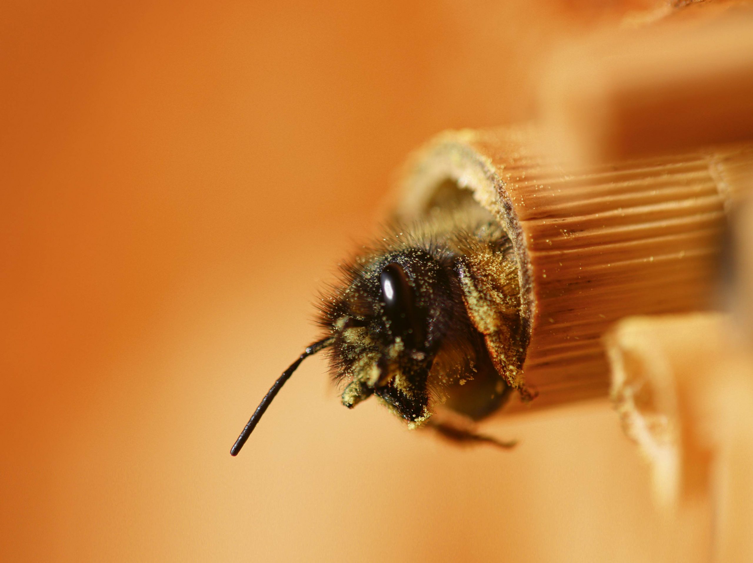 wild-bee-5062997