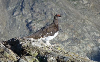 21. Juni: Exkursion Parkvogel