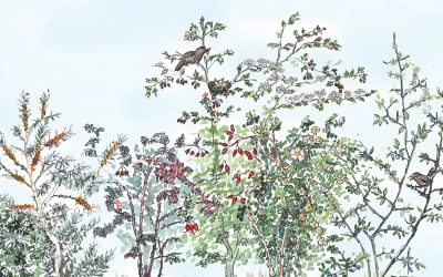 8. November 2025 – Heckenpower: Die grünen Lebensadern unserer Landschaft