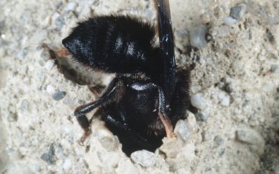 Gesucht: Die schwarze Mörtelbiene