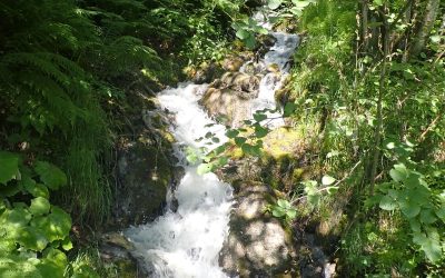 29. August 2026: Quellen-Exkursion auf der Bettmeralp
