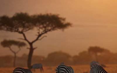 Serengeti National Park: Fotoreise ins UNESCO Weltnaturerbe